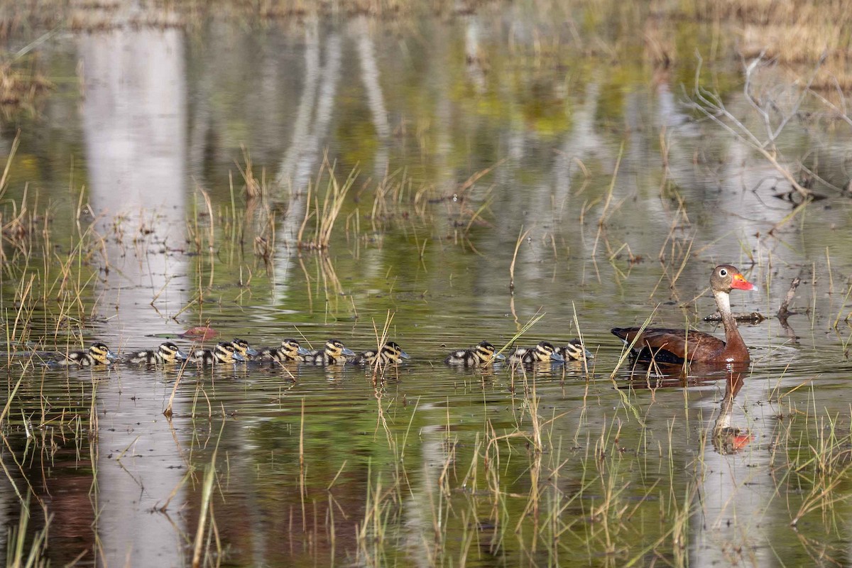 Black-bellied Whistling-Duck - ML638224181