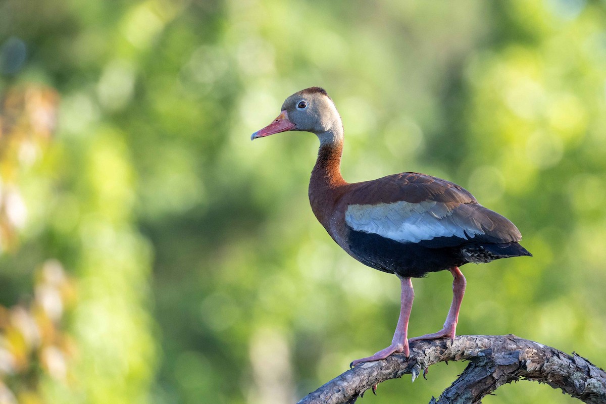 Black-bellied Whistling-Duck - ML638224189