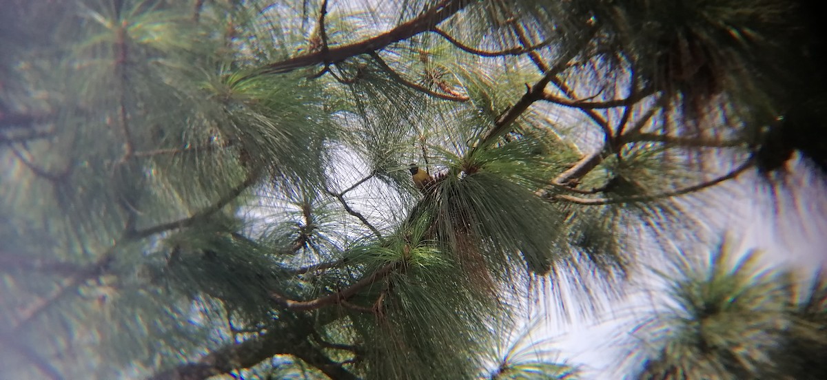 Black-headed Siskin - ML638224204