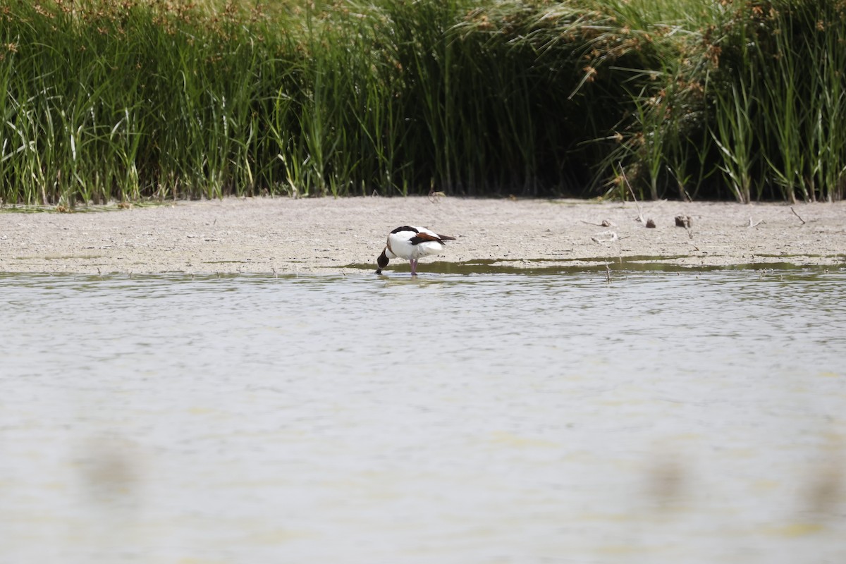 Common Shelduck - ML638224208