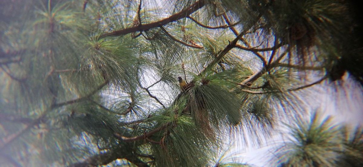 Black-headed Siskin - ML638224215