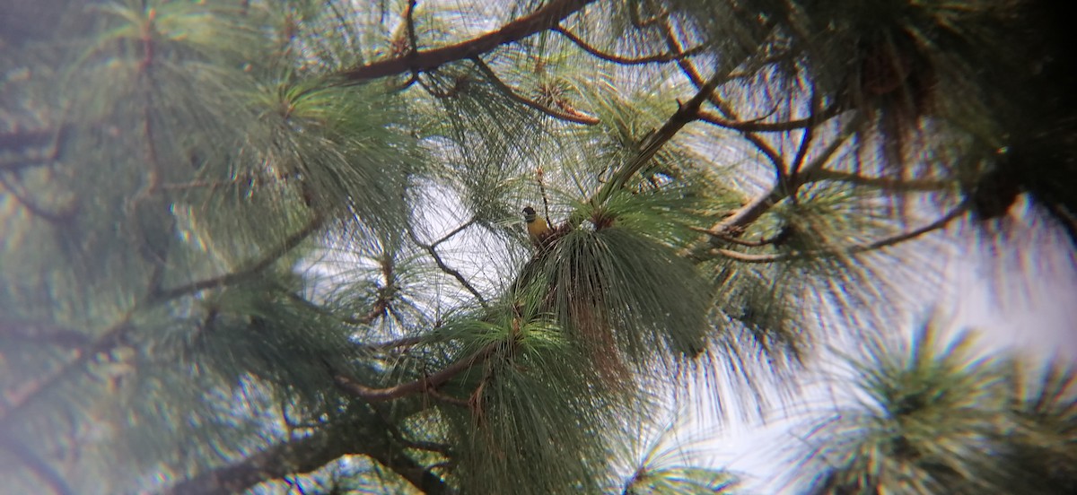 Black-headed Siskin - ML638224226