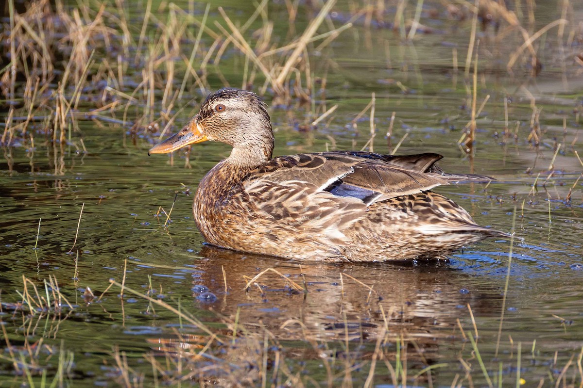 Mallard - ML638224227