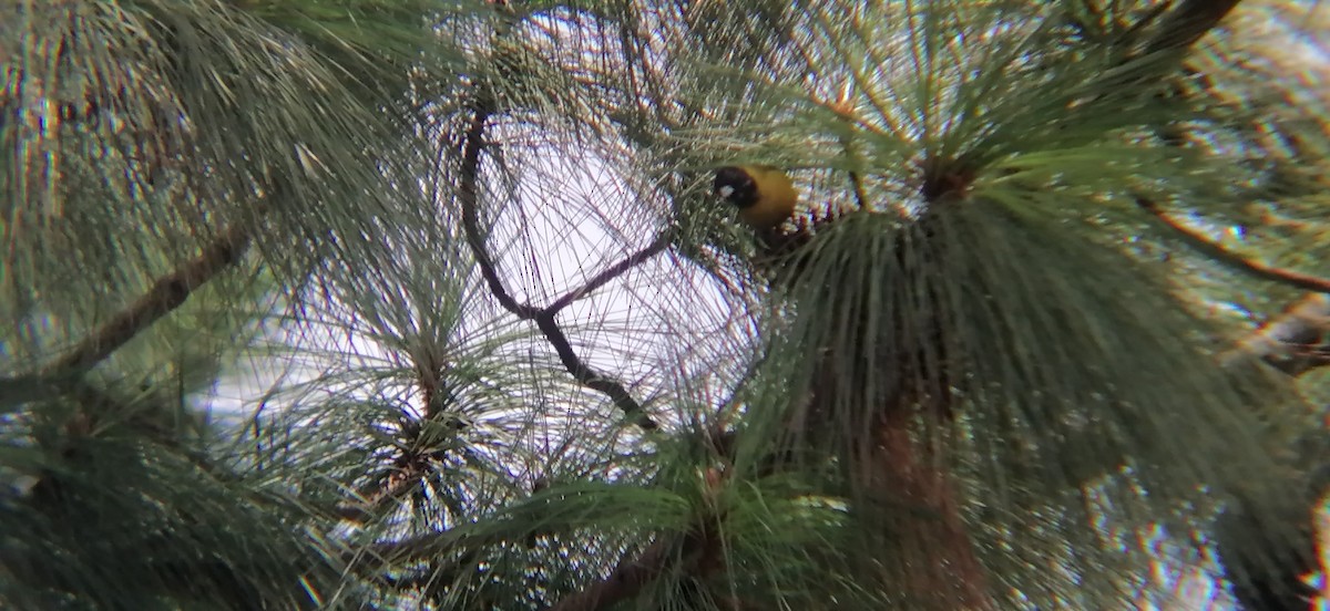 Black-headed Siskin - ML638224232