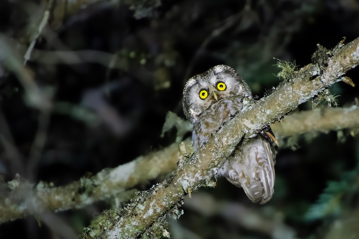 Boreal Owl - ML638224241