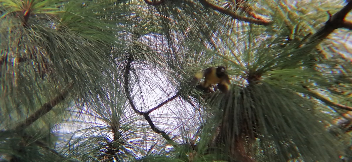 Black-headed Siskin - ML638224242
