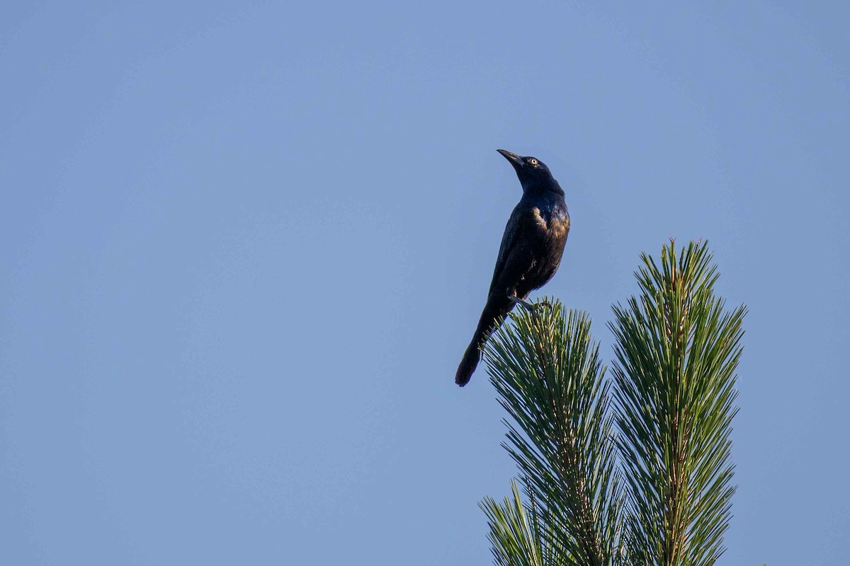 Common Grackle - ML638224248