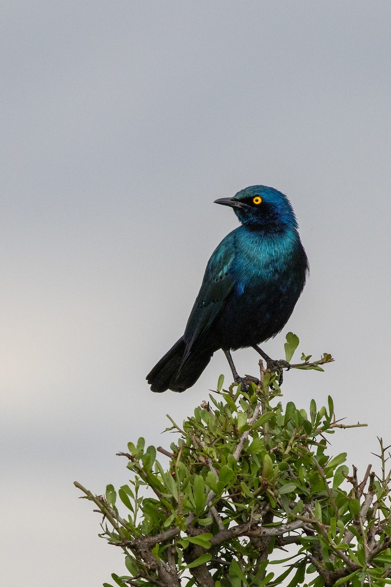 Greater Blue-eared Starling - ML638224287