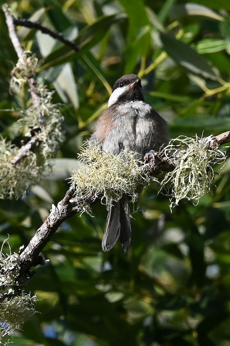 Chestnut-backed Chickadee - ML638224319