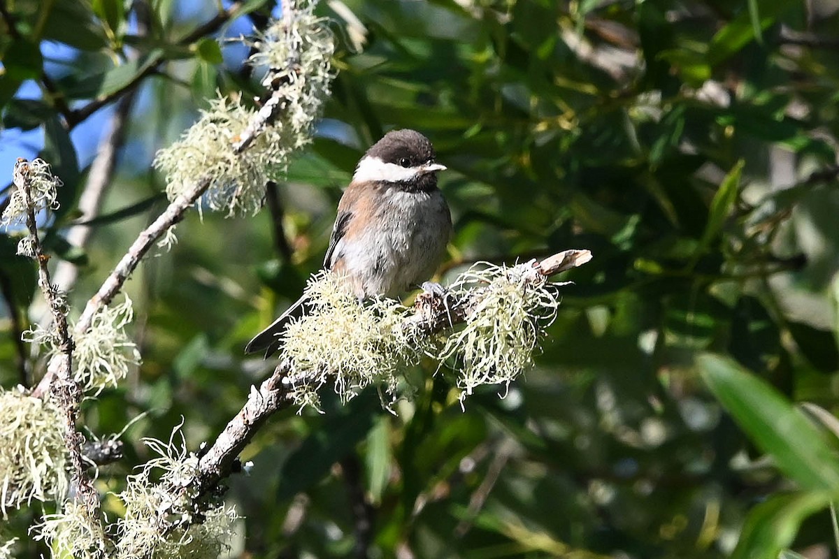 Chestnut-backed Chickadee - ML638224320