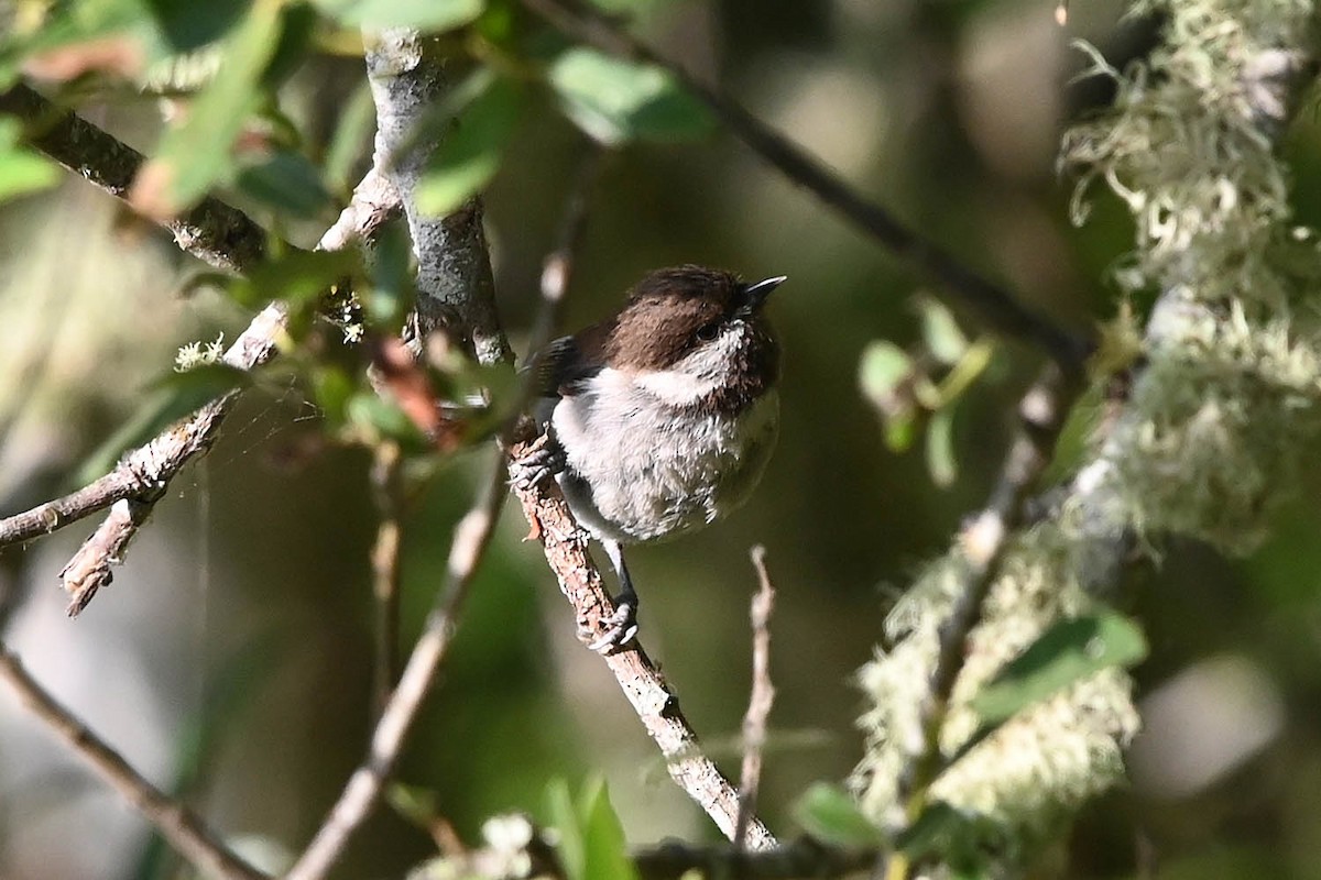 Chestnut-backed Chickadee - ML638224321