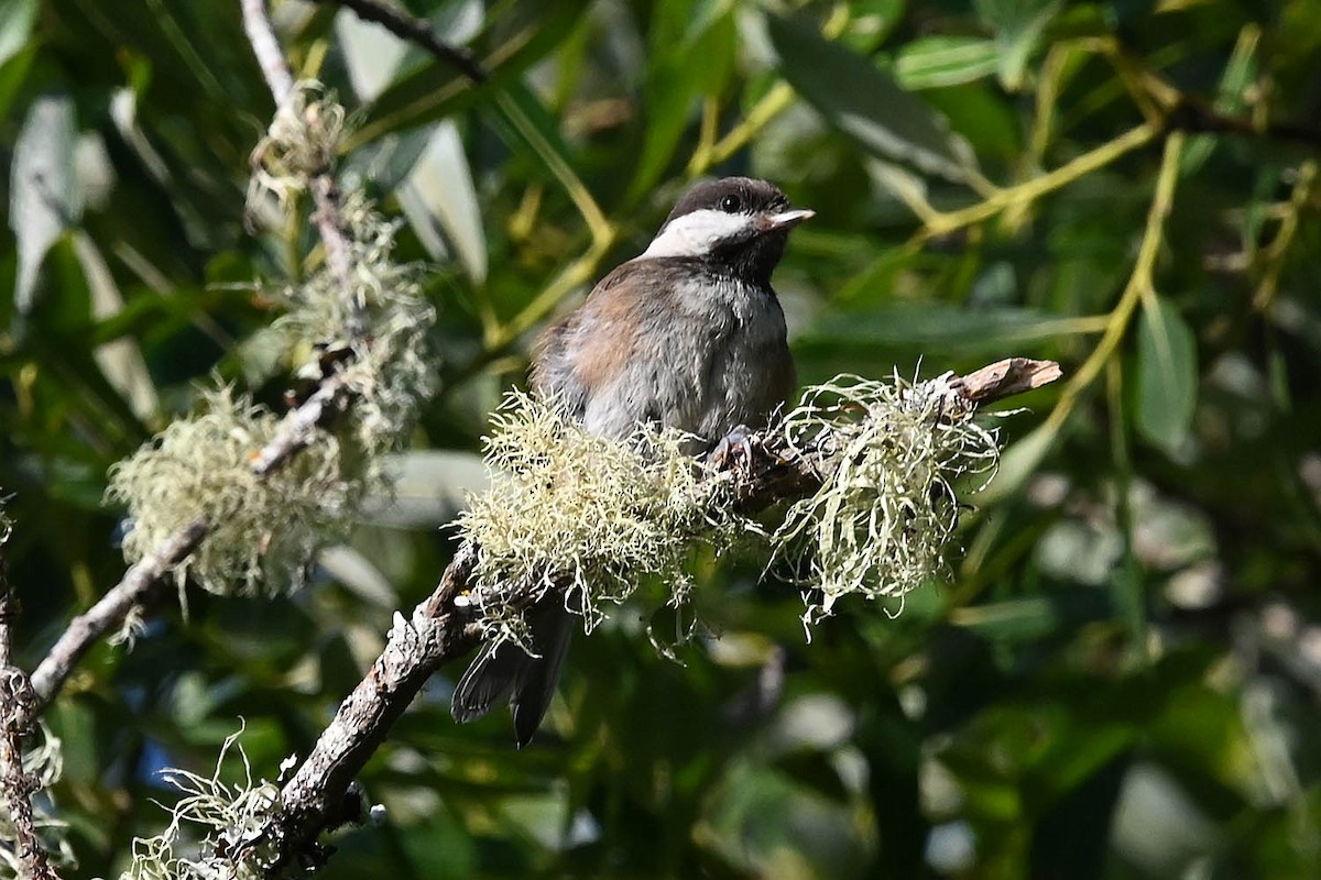 Chestnut-backed Chickadee - ML638224322