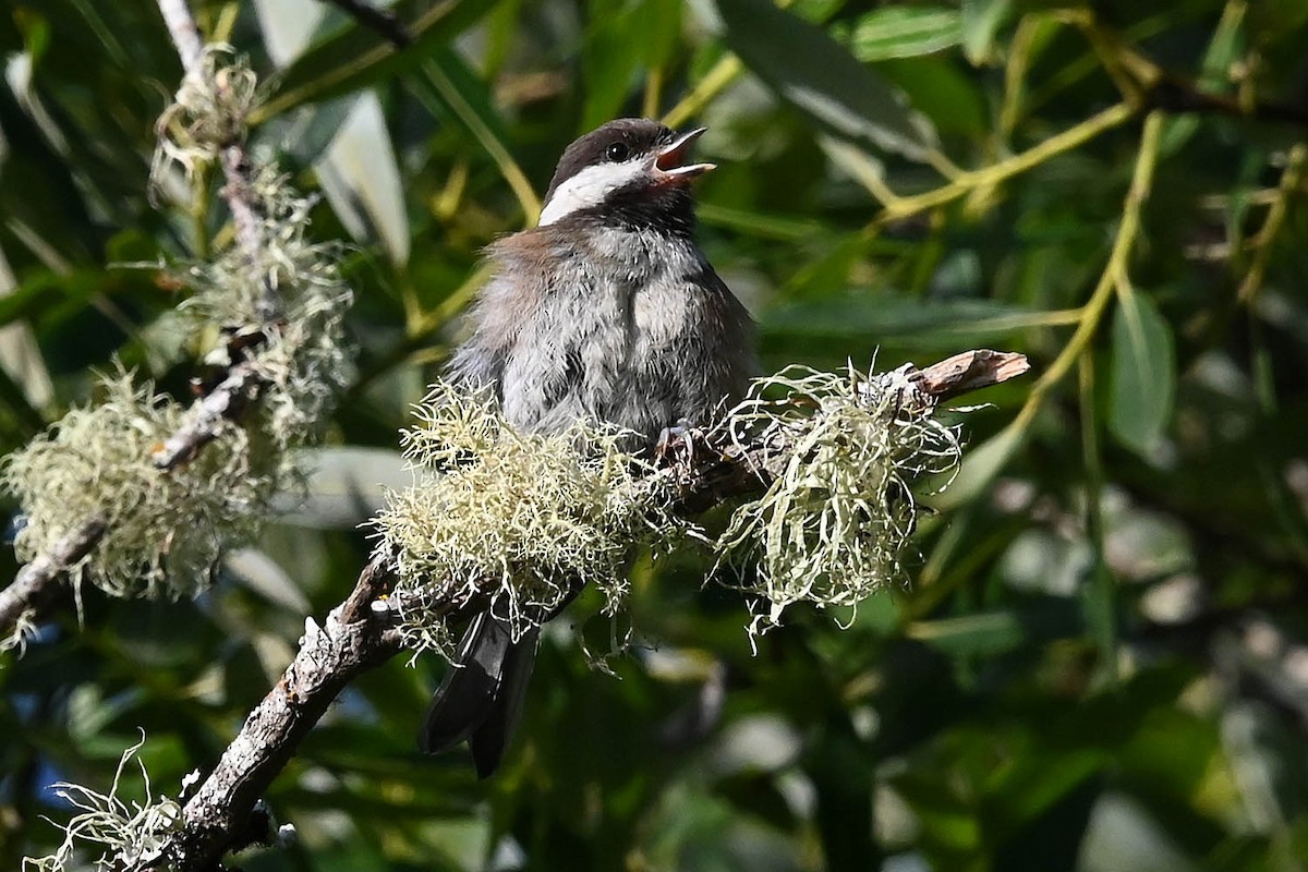 Chestnut-backed Chickadee - ML638224323