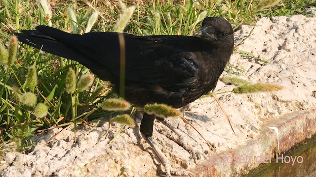 Carrion Crow - ML638224337