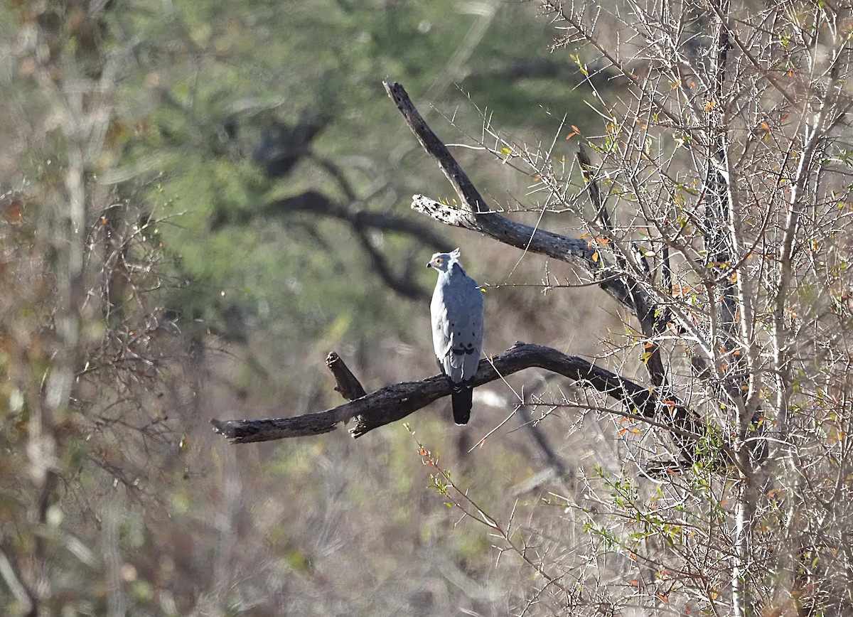 African Harrier-Hawk - ML638224342