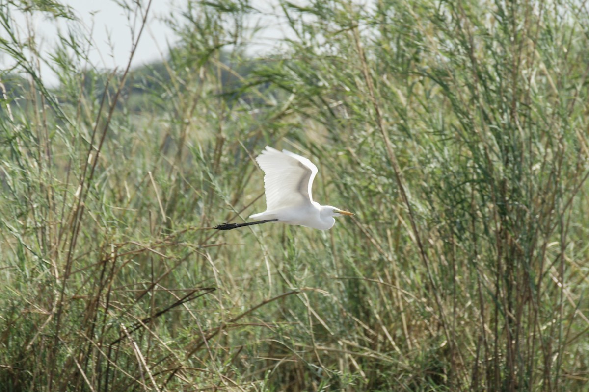 Yellow-billed Egret - ML638224356