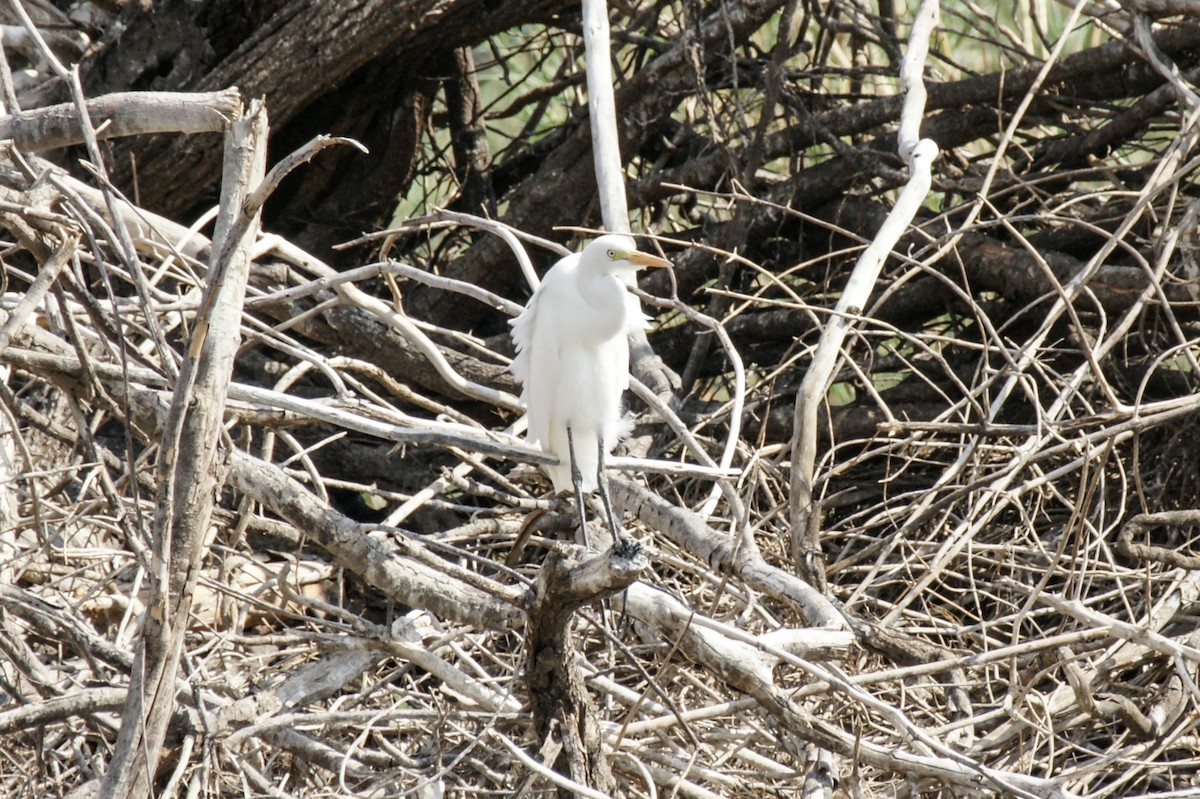 Yellow-billed Egret - ML638224394