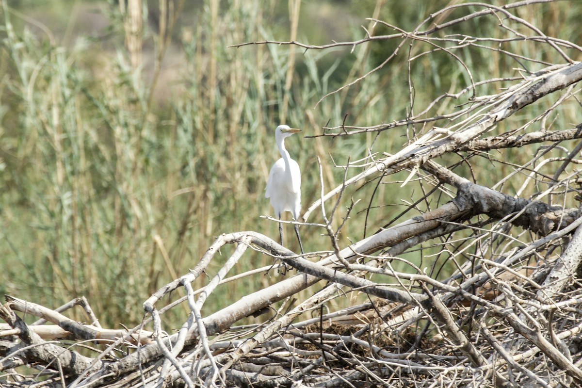 Yellow-billed Egret - ML638224418