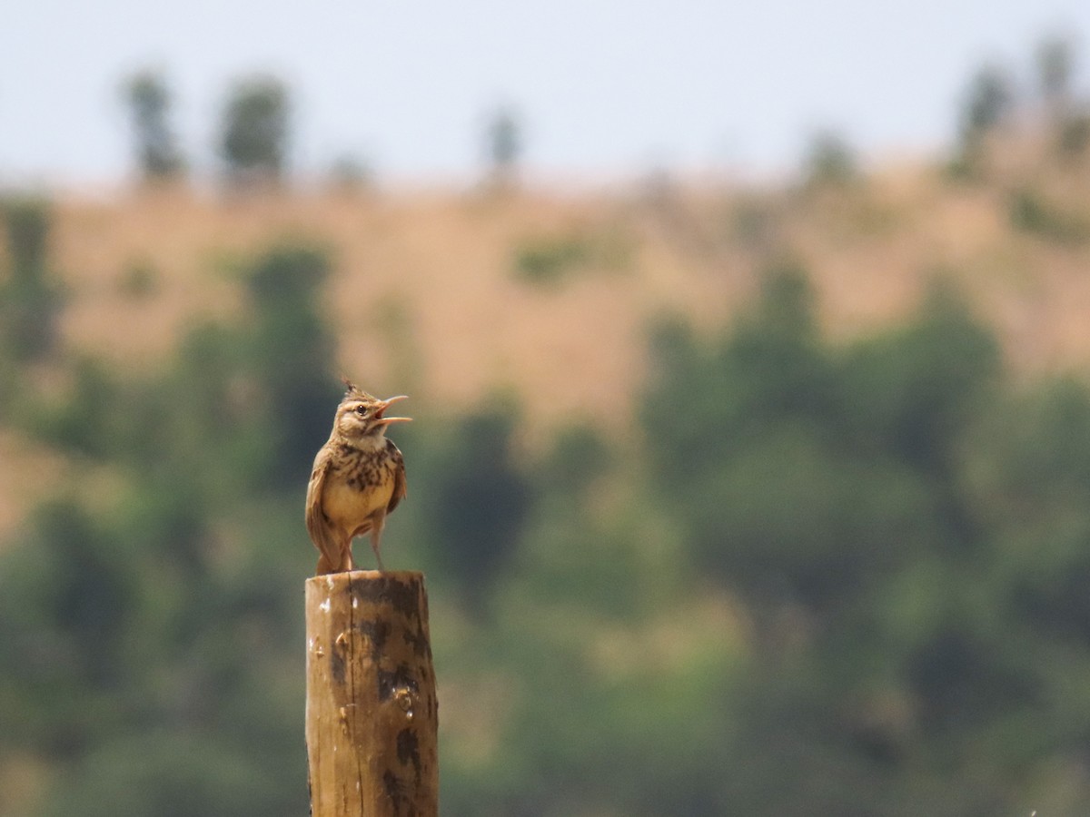 Crested Lark - ML638224445