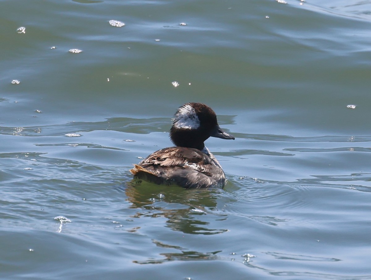 Bufflehead - ML638224455