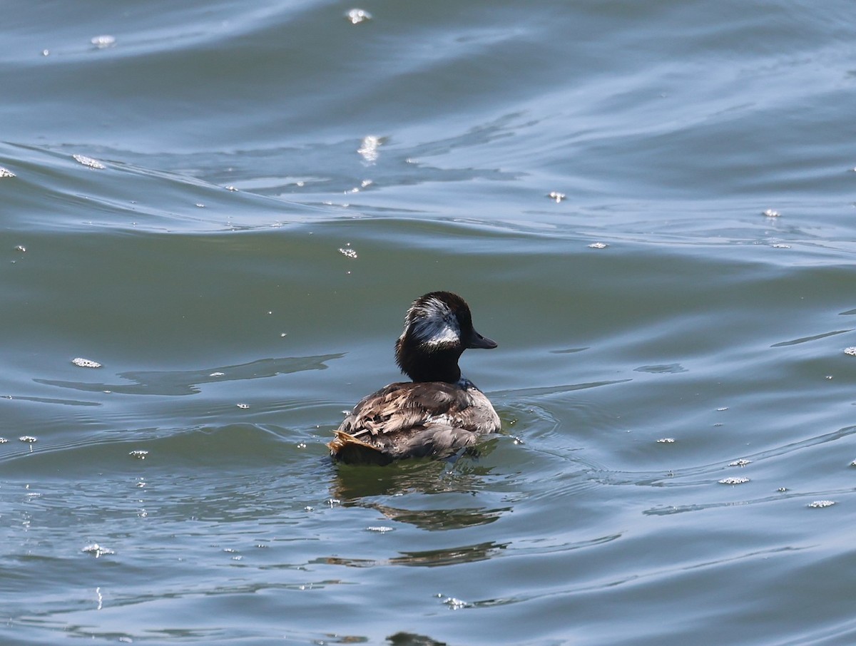 Bufflehead - ML638224456