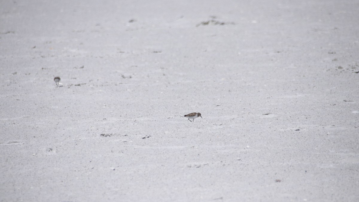 Least Sandpiper - ML638224468