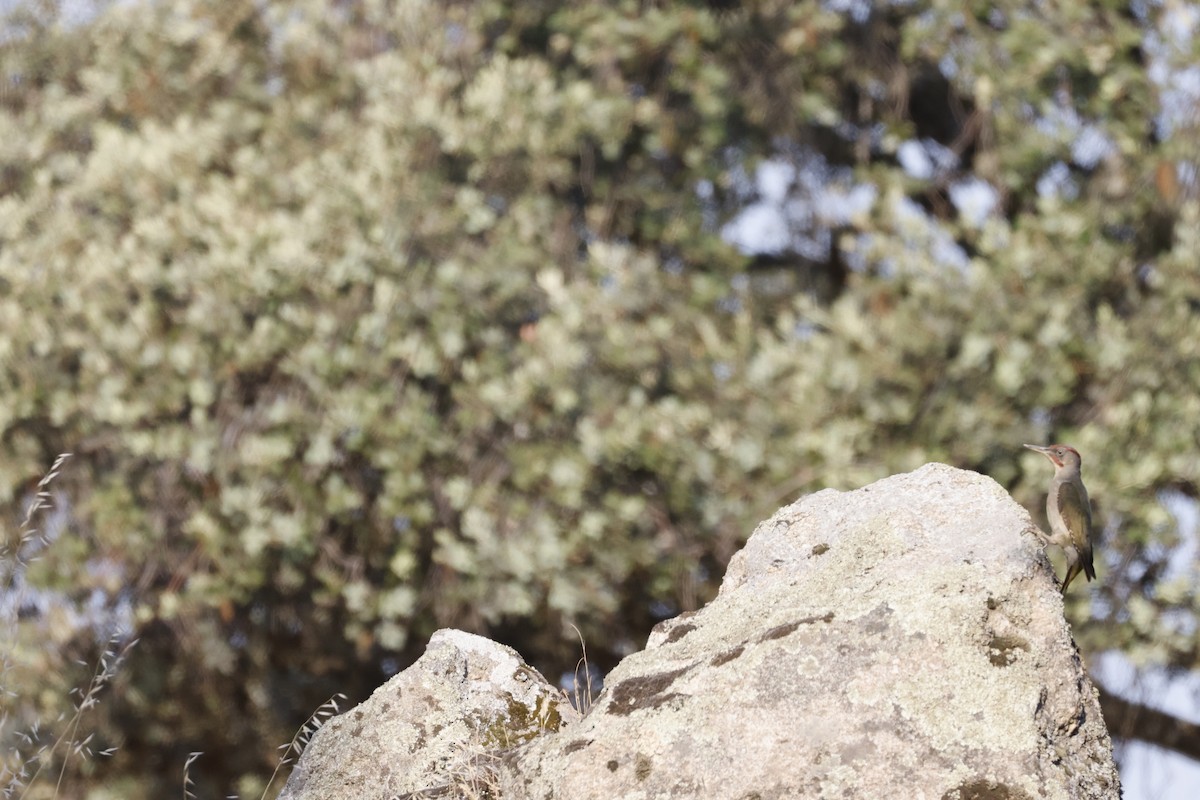 Iberian Green Woodpecker - ML638224472