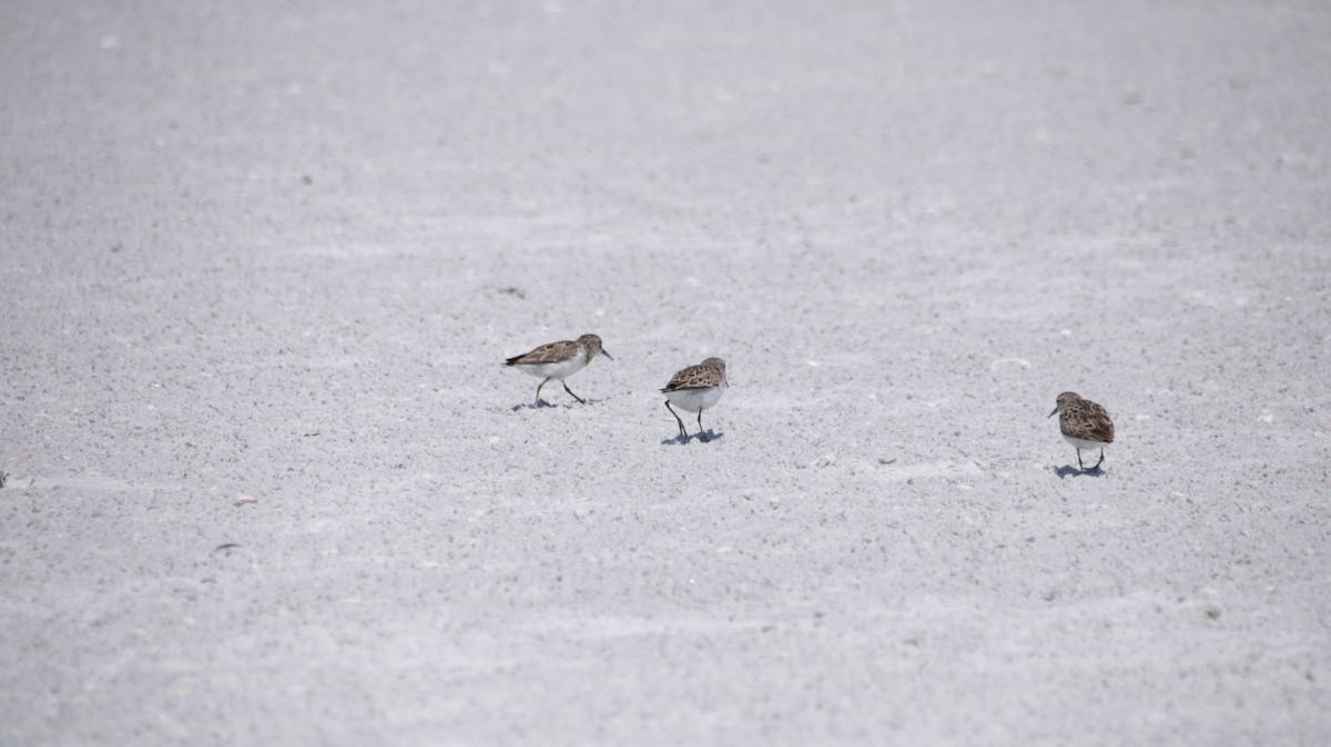 Least Sandpiper - ML638224475