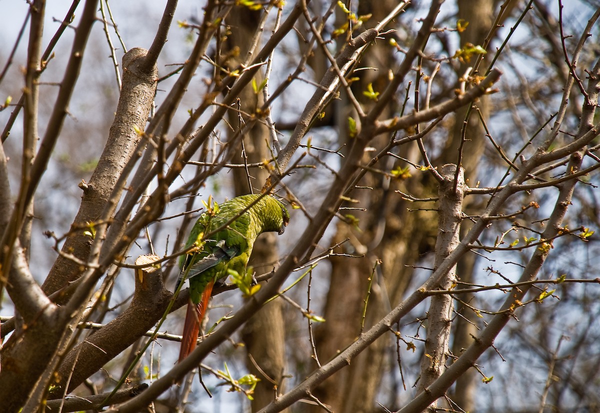 Austral Parakeet - ML638224481