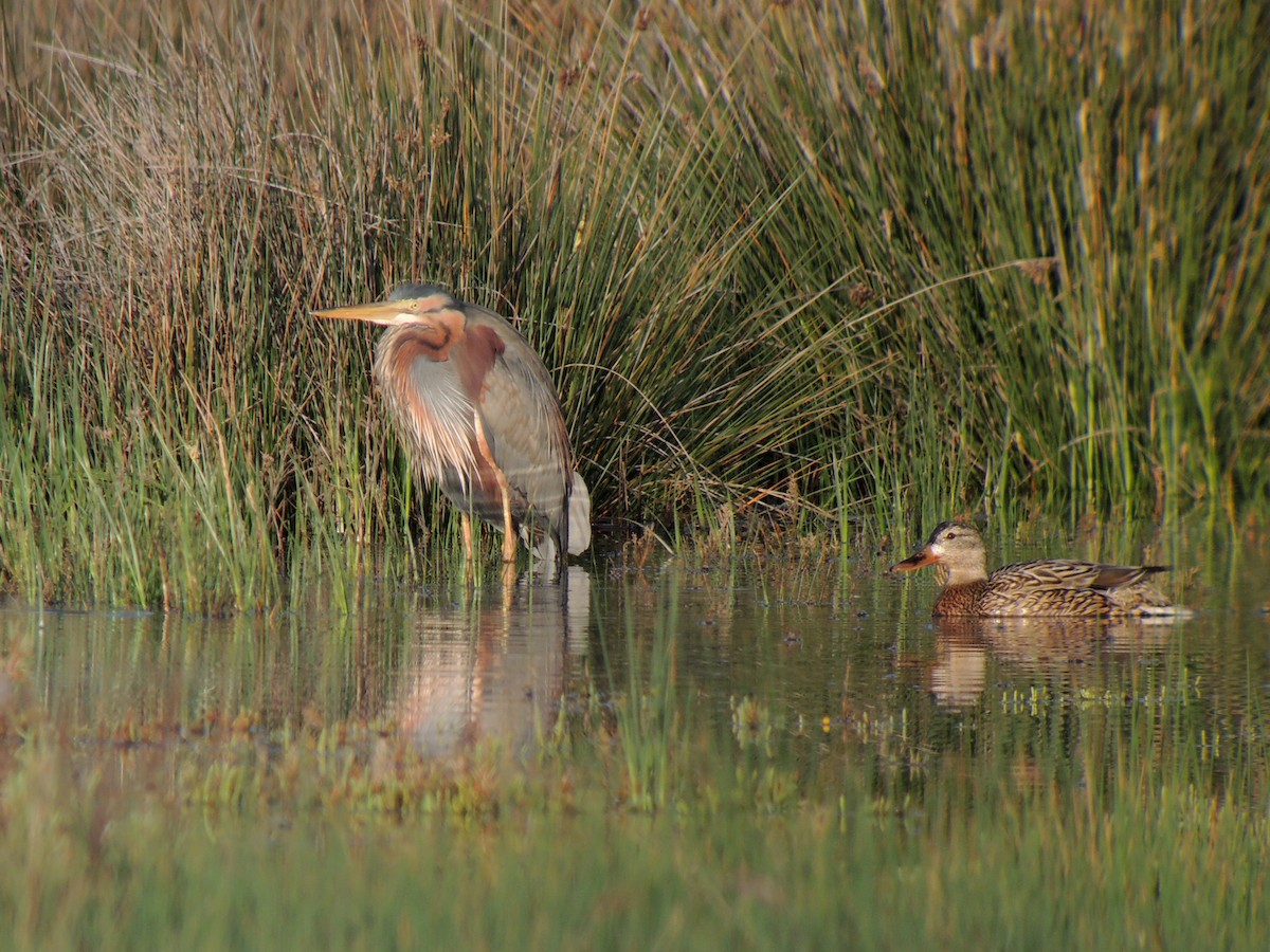 Purple Heron - ML638224500