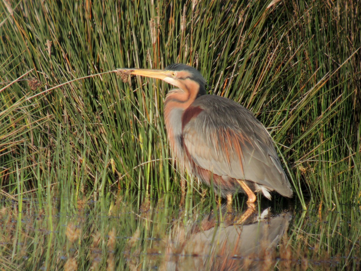 Purple Heron - ML638224501