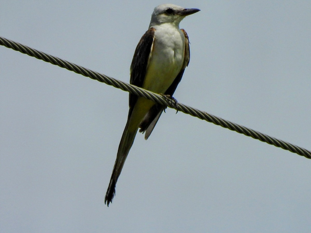 Scissor-tailed Flycatcher - ML638224509