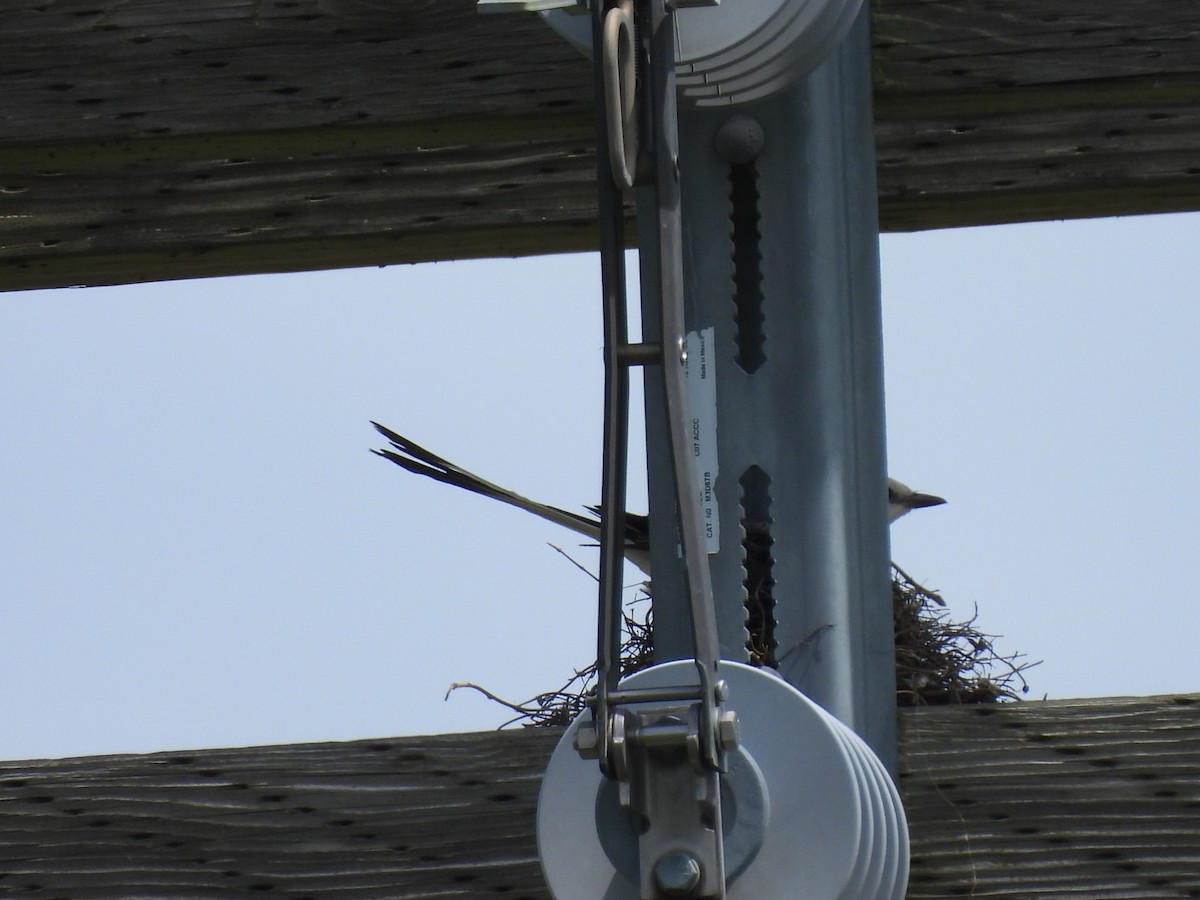 Scissor-tailed Flycatcher - ML638224510
