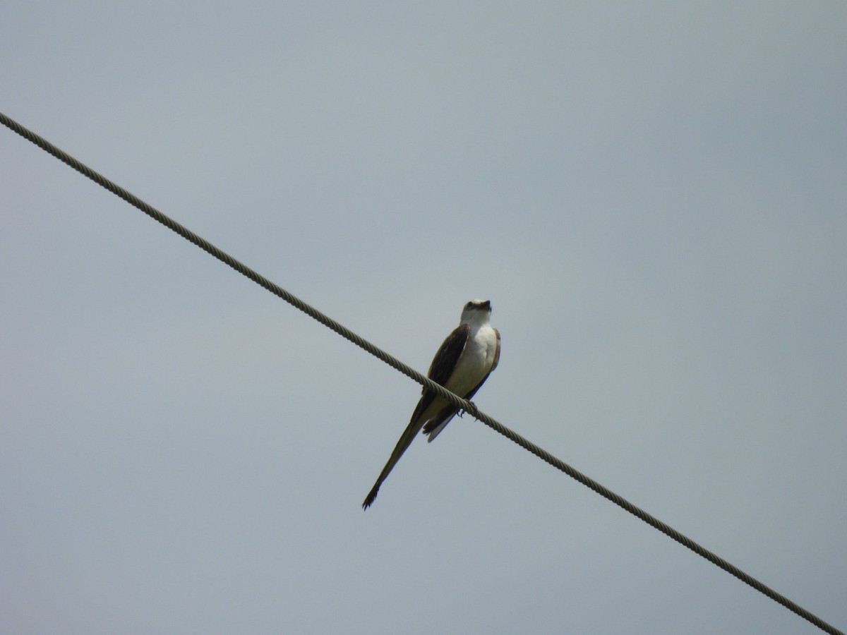 Scissor-tailed Flycatcher - ML638224511