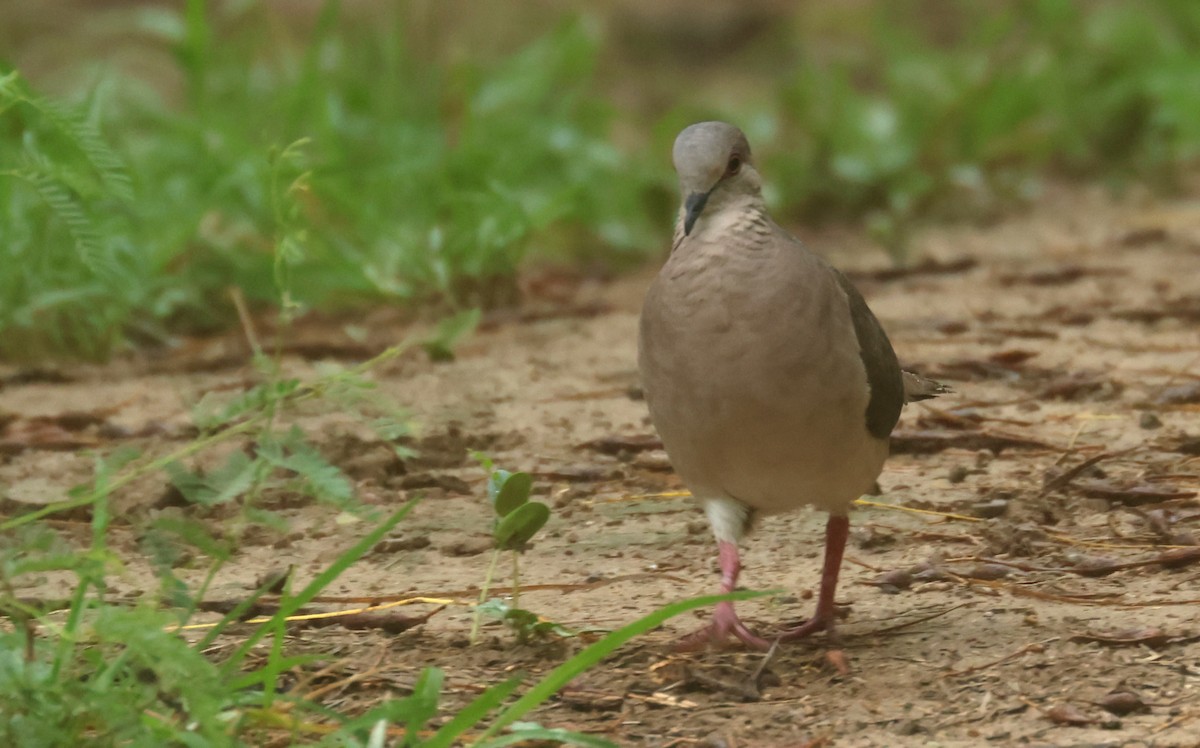 White-tipped Dove - ML638224513