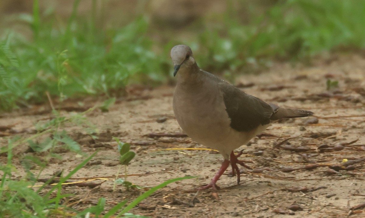 White-tipped Dove - ML638224514