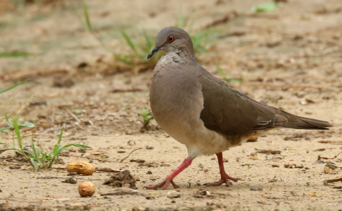 White-tipped Dove - ML638224515