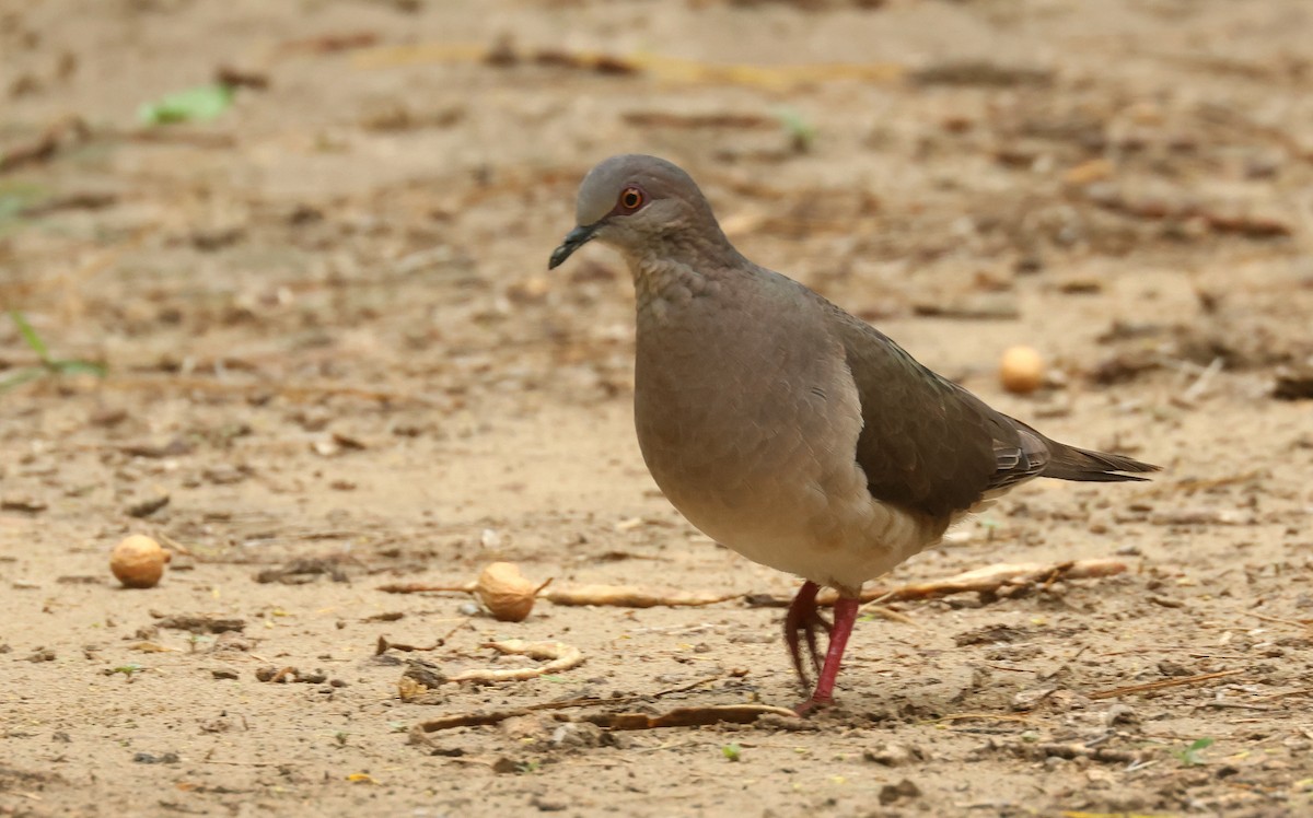 White-tipped Dove - ML638224516