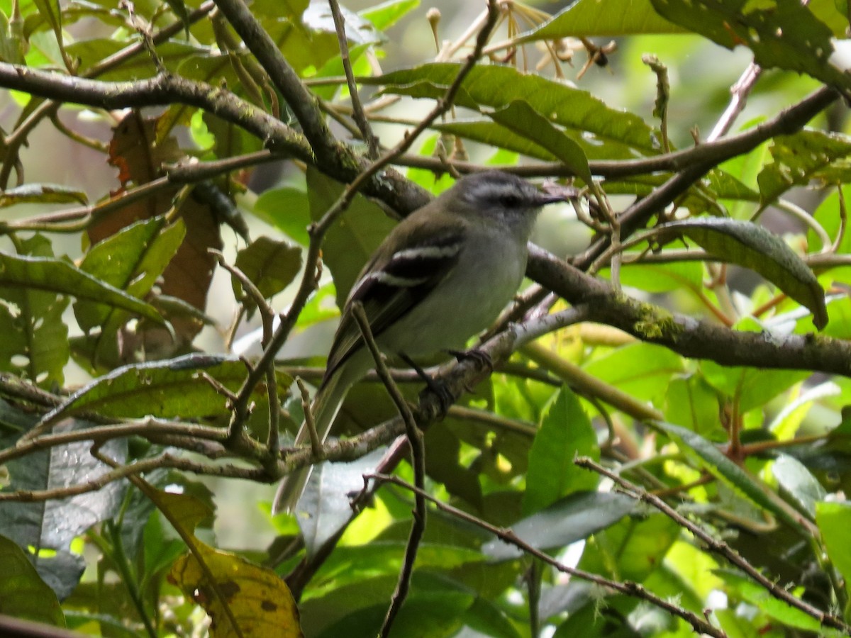 White-banded Tyrannulet - ML638224557