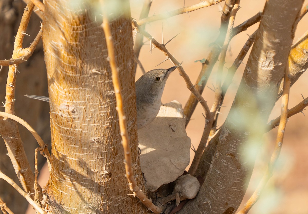 Barred Warbler - ML638224568