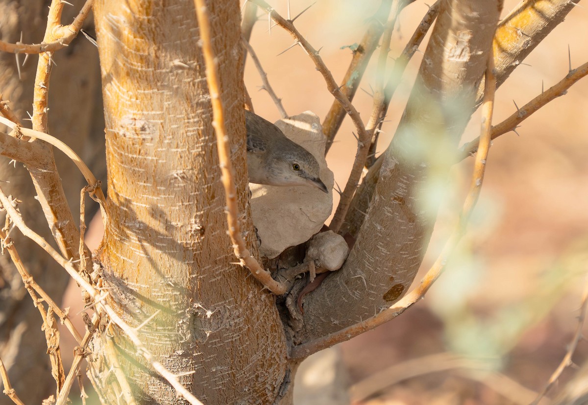Barred Warbler - ML638224569