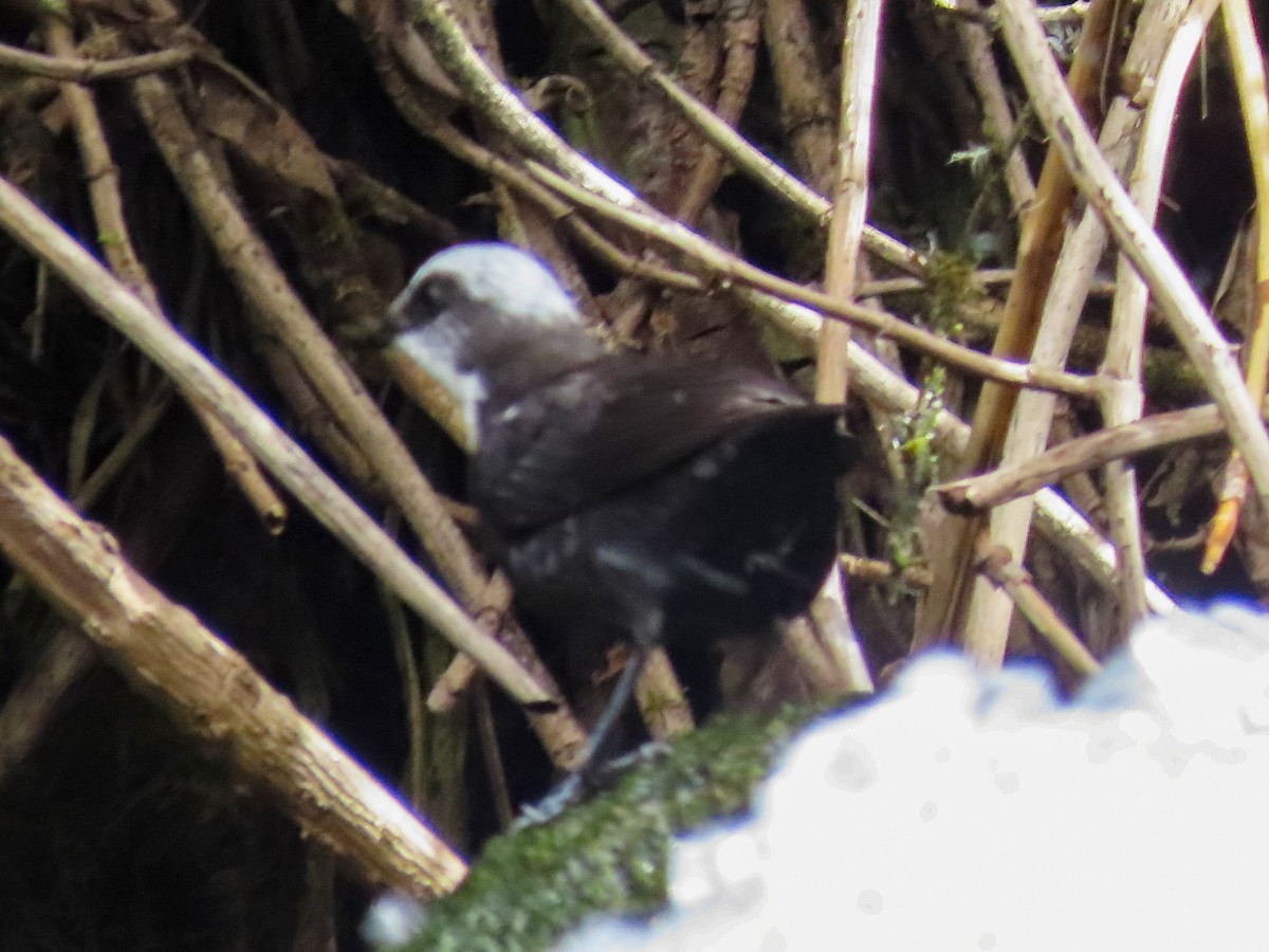 White-capped Dipper - ML638224571