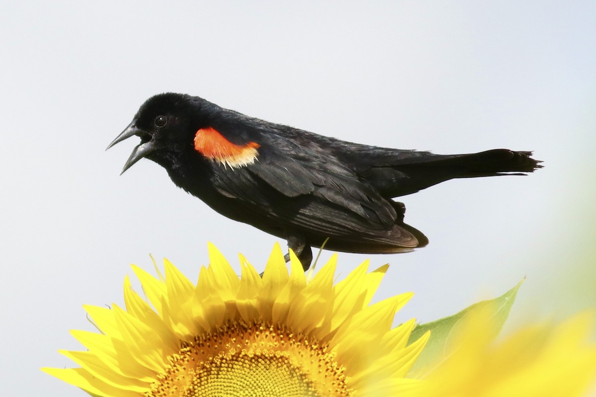 Red-winged Blackbird - ML638224573