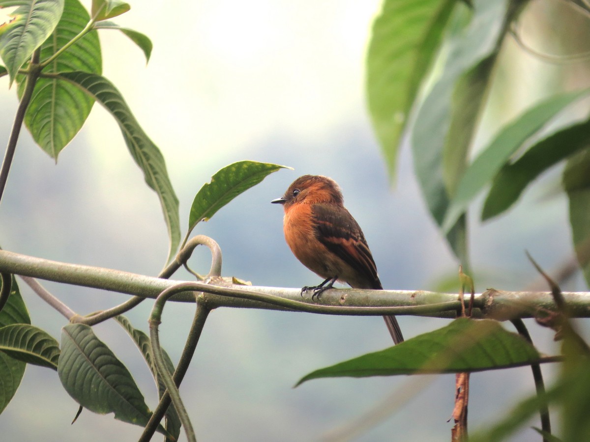 Cinnamon Flycatcher - ML638224604