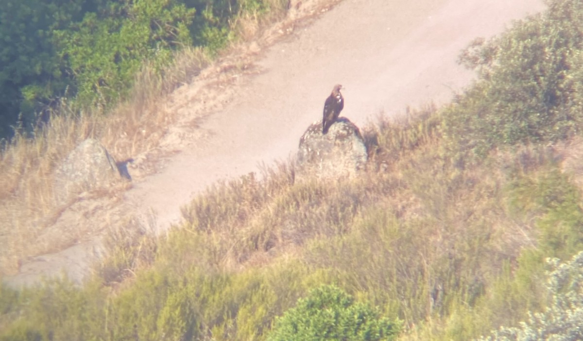 Spanish Eagle - ML638224605