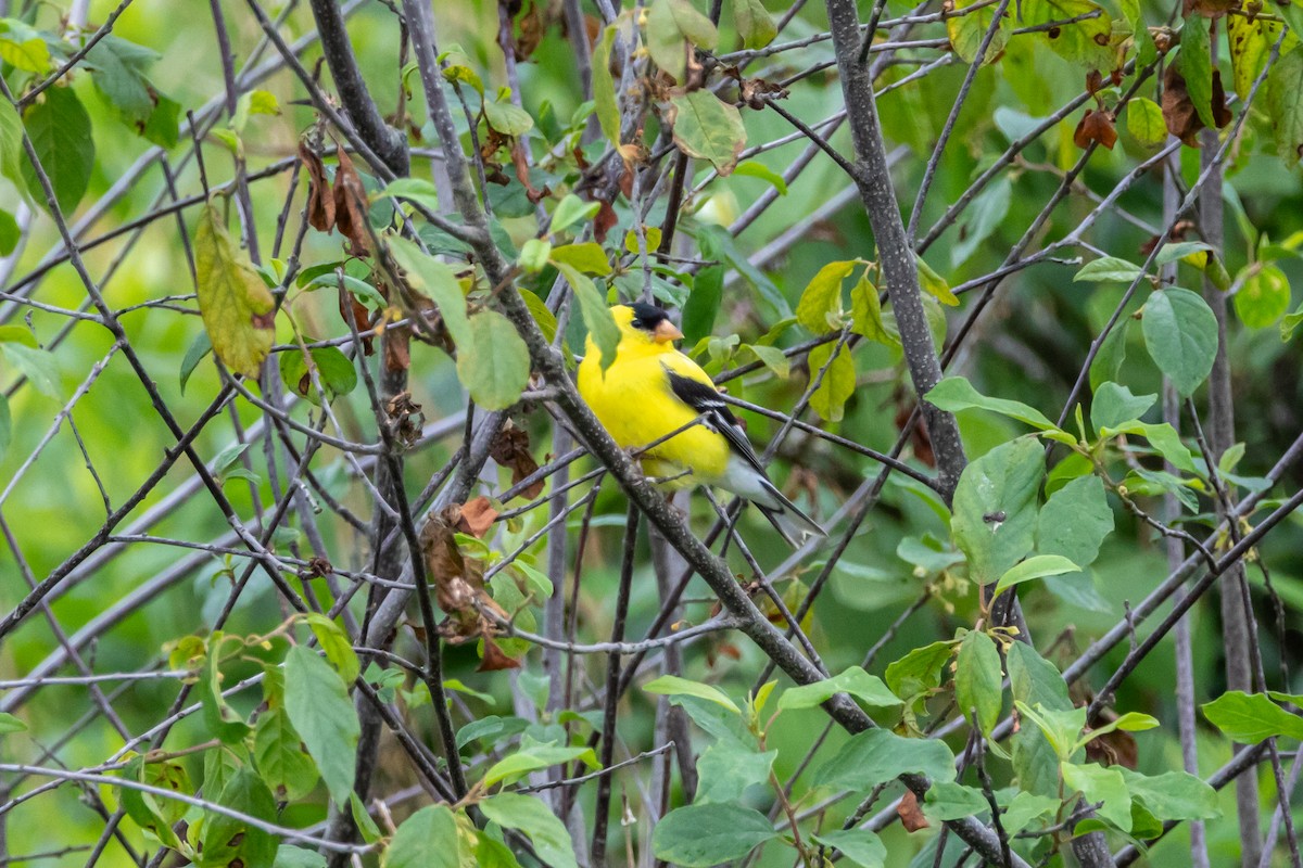 American Goldfinch - ML638224620