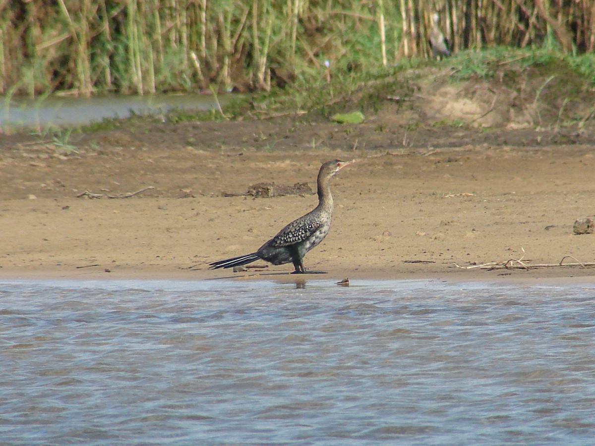 Reed Cormorant - ML638224639