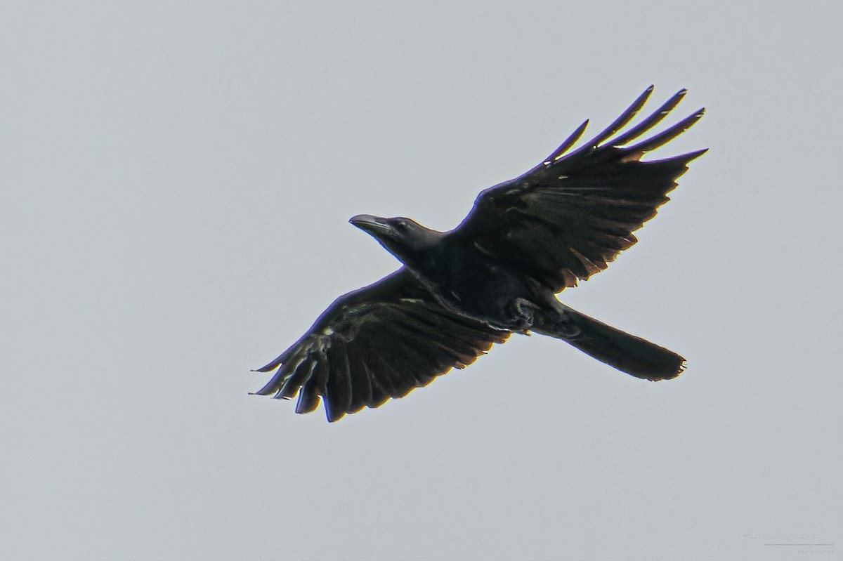 Large-billed Crow - ML638224649
