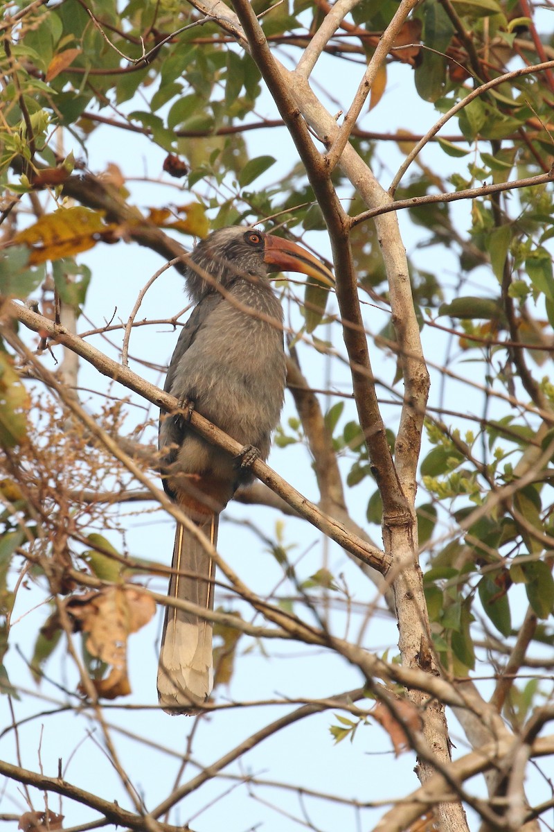 Malabar Gray Hornbill - ML638224654