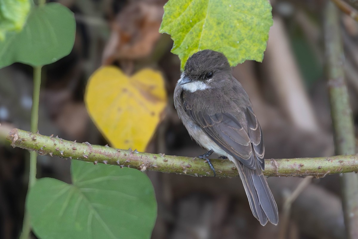 Swamp Flycatcher - ML638224659